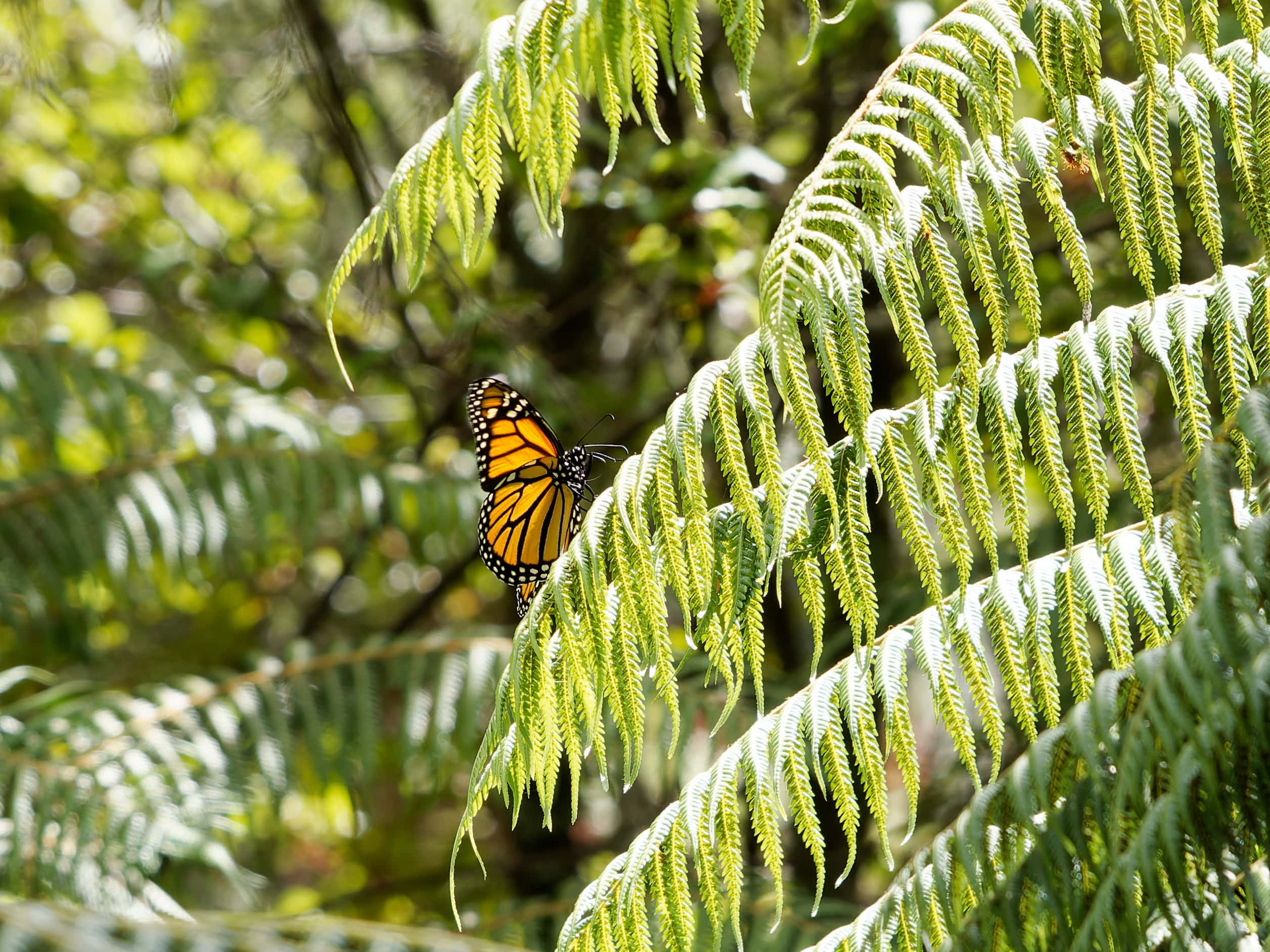 a monarch butterfly on a leaf